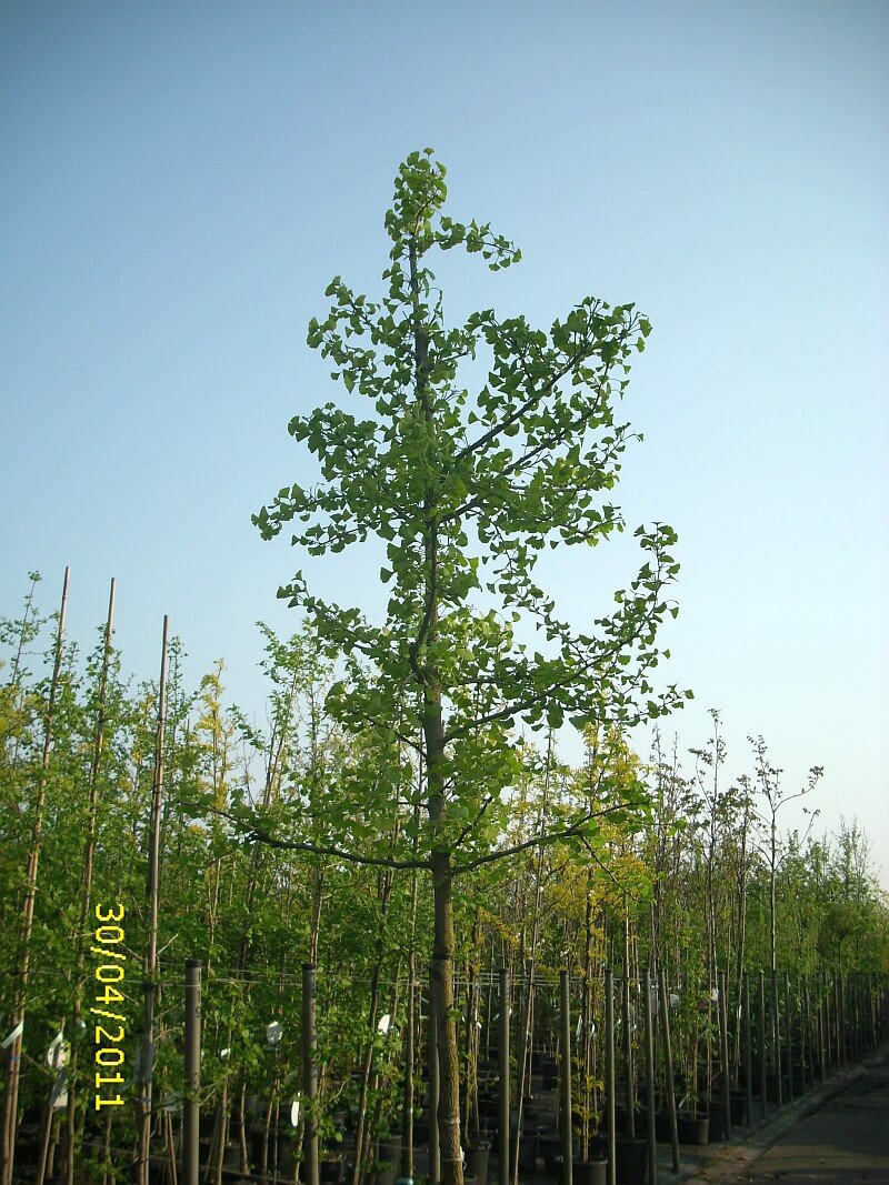 Älteste Baumart der Welt Ginkgo biloba ca Ginkgo Baum 50 cm