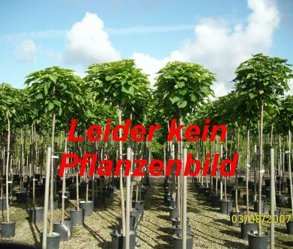 Mirabelle 'Von Pillnitz' / 'Pillnitzer Mirabelle', Stamm 40-60 cm, 120-160 cm, Prunus syringa 'Von Pillnitz' / 'Pillnitzer Mirabelle', Containerware